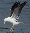 1cy fuscus in August, ringed in Finland. (81365 bytes)